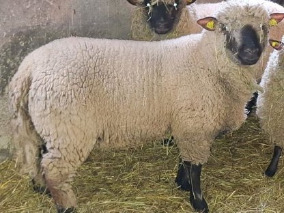 Verkaufe einjährigen Shropshire-Bock - ohne Papiere