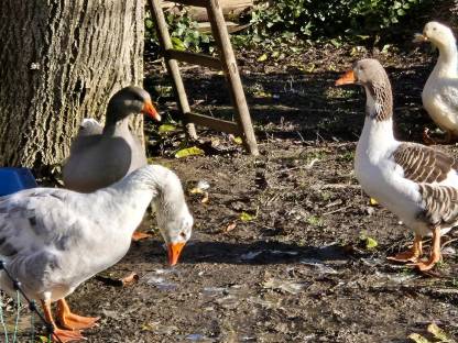 Gänse/Enten Truppe