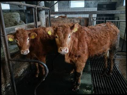 Reinrassige Limousin Jungrinder