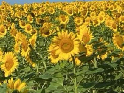 Verkaufe Sonnenblumenkerne