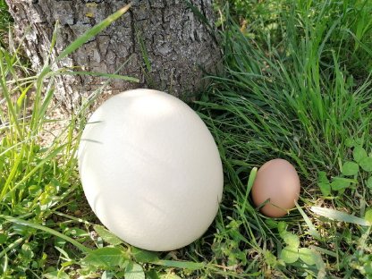 Bild 3:Straußenfleisch - Straussendorf Taufkirchen an der Trattnach