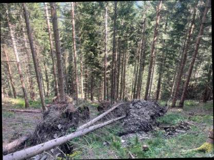 Bild 2:Holzschlägerung