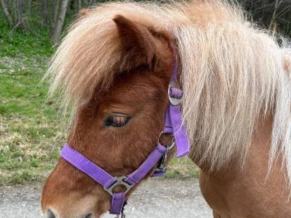 Shetlandpony Stute 2-jährig