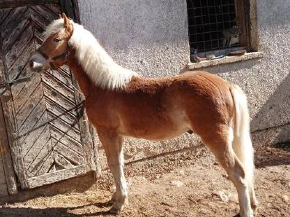 Haflinger Hengst