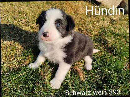 Border Collie Welpen