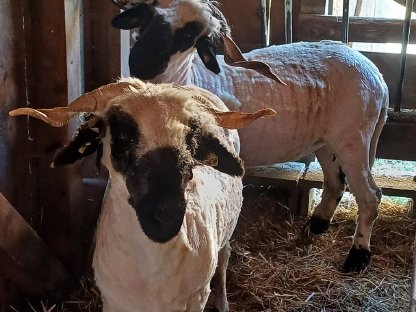 Bild 2:Walliser Schwarznasenschafe zu verkaufen