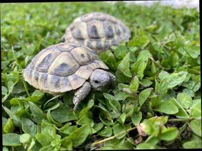 Griechische Landschildkröten