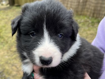 Border Collie Welpen