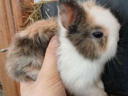 Bild 6:Zwergkaninchen, Hase, Zwerghase