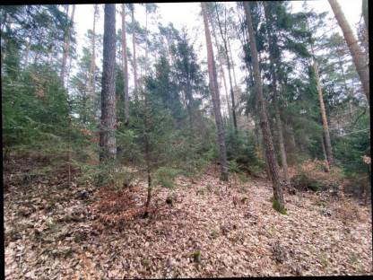 Wald