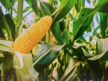 Bild 2:Maisballen sowie Silomais lose abzugeben