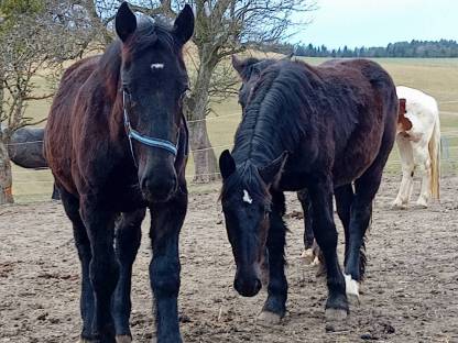 2 Noriker Rapphengst Jährlinge