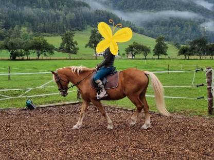 Haflinger