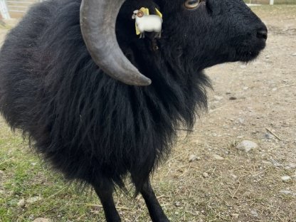 Quessantbock 1 Jahr alt zu verkaufen