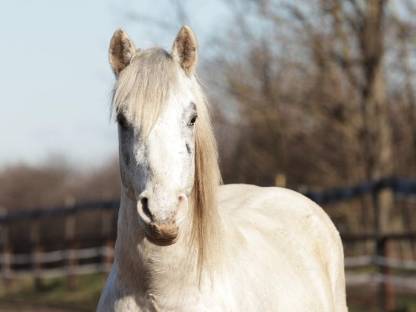 3-jähriger Appaloosa