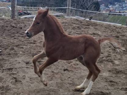 Reitpony Hengstfohlen Leo Lumino