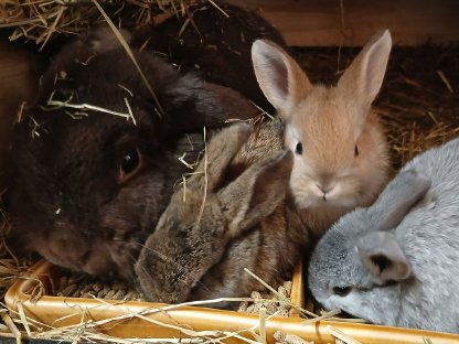 Bild 2:Zwergkaninchen, Hase, Zwerghase