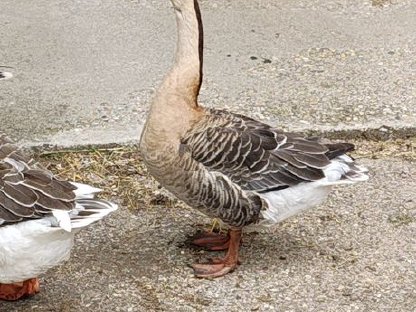 Bild 2:Junger Ganter