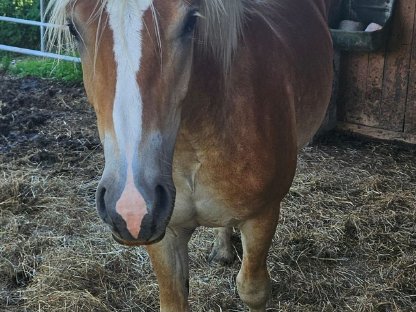 Haflinger Junghengst