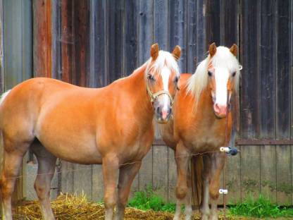 2 Haflinger Pferde