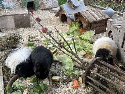 Biete Platz für Meerschweinchen / Kaninchen