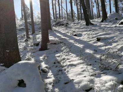 Waldgrundstücke gesucht im Waldviertel, Kauf oder Durchforstung