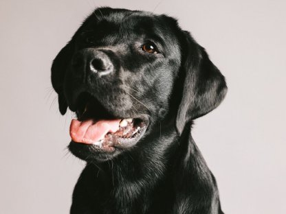 Labrador Deckrüde mit Ahnentafel