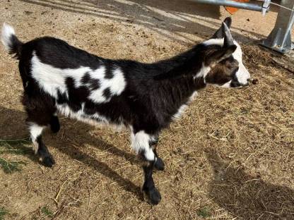 Tauernschecken Ziegenbock