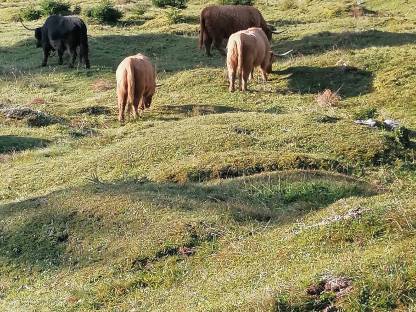 Schottischen Hochlandrinder Stier