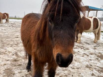 Bild 5:Pony Wallach