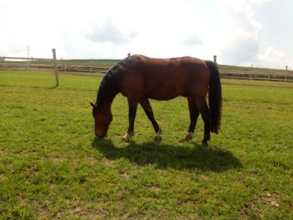 Bild 3:Pflegebeteiligung