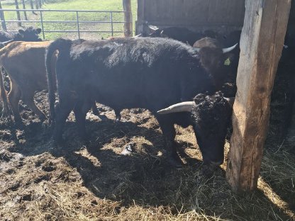 Bild 4:Verkaufe Dexter Rinder