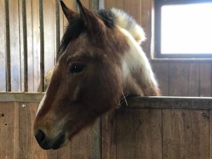 Paint Horse Hengst zum Selberweiterausbilden