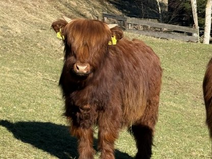 4 BIO Hochlandrinder Kalbinnen