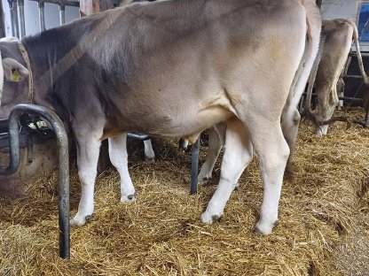 Super Braunvieh Rind zu verkaufen