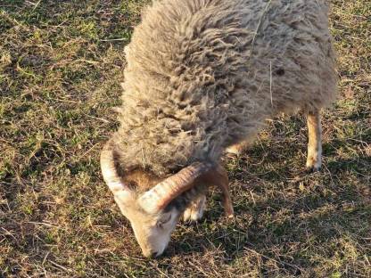 Bild 3:Ouessantschafe, Zwergschafe