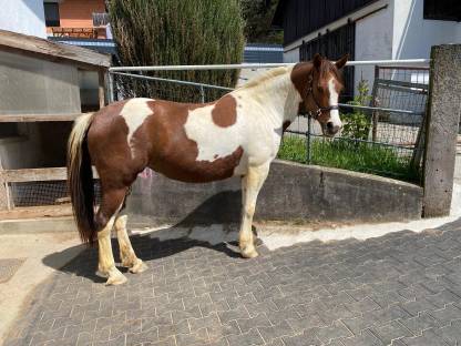 Paint-Horse-Mix Stute