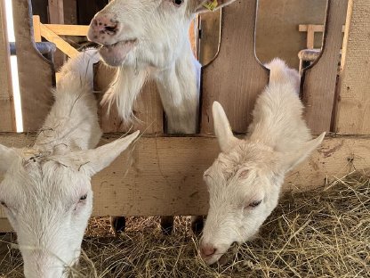 Saanenmilchziegenherde mit Ziegenbock