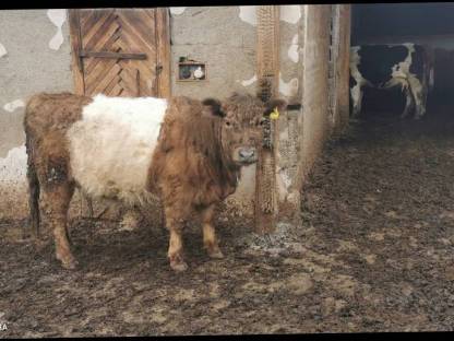 Dun Belted Galloway Kalb