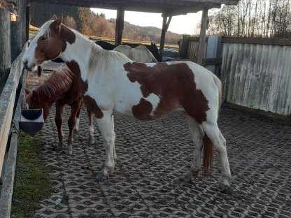 Warmblutfohlen Jährling