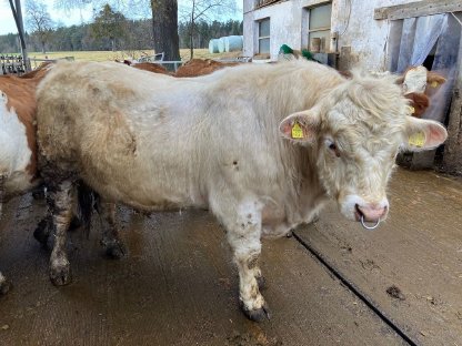 Charolais-Stier