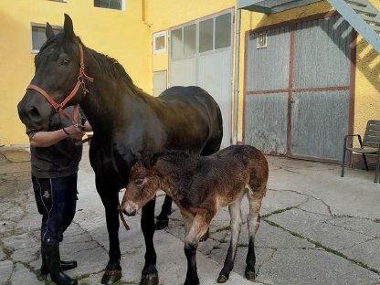 Bild 2:Noriker Stute mit Fohlen