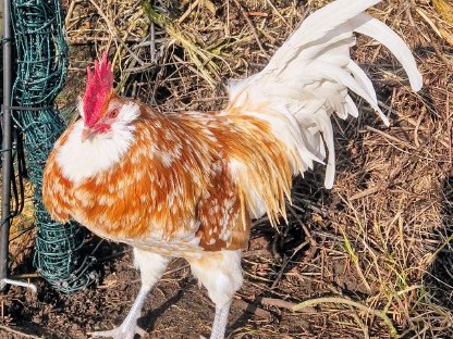 Bild 6:Thüringer Barthahn