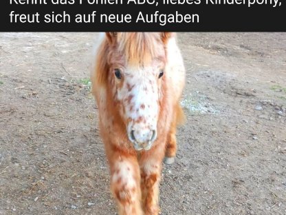 Partbredpony Tirol