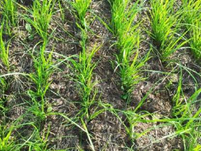 Bild 5:Grünland Nachsaat mit Vredo