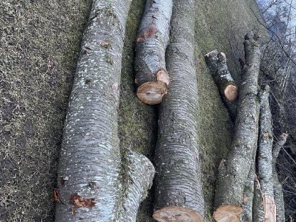 Bild 2:Diverse Kirschbaumstämme, Krebswuchs