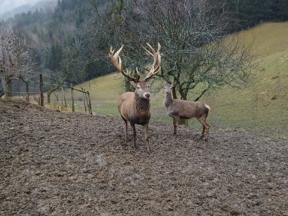 Zuchtwild Dam- und Rotwild