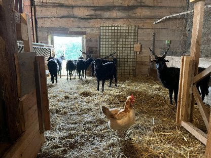 Bild 3:Seltene schwarze Zackelschafe zu verkaufen - Herdbuchbetrieb