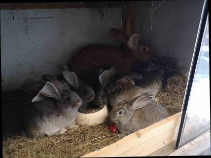 Deutsche Riesen Kaninchen Fleischhasen Riesenhasen