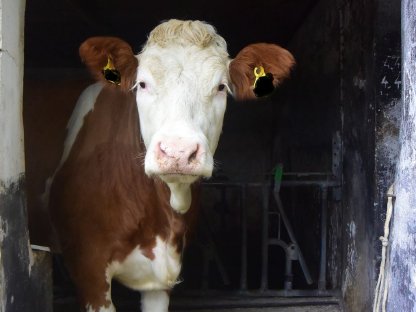 Trächtige FV-Kalbin zu verkaufen